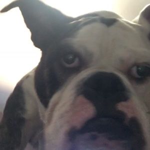 Meet your Posher, Molly